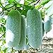 Winter Melon Seeds 10g Wax Gourd Hairy Round Tong Qwa Garden Vegetable Organic Chinese Green Fresh Climbing Herb Seeds for Planting Outdoor for Cooking Dish Soup