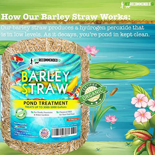 Vet Barley Straw for Fish Ponds and Fountain (16 Oz