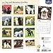 2017 Monthly Wall Calendar - Toy and Miniature Poodles