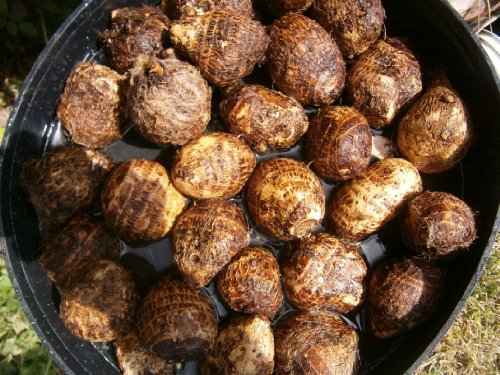 Small Taro (eddo) Plant/Bulb, NOW you're getting 4 bulbs PLUS 4 BARE ROOTS for good measure - Thumbnail 2