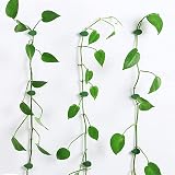 YIUIRUOI 50 Pcs Plant Wall Climbing Clips Green Vine Clips Invisible Plant Clips view 5