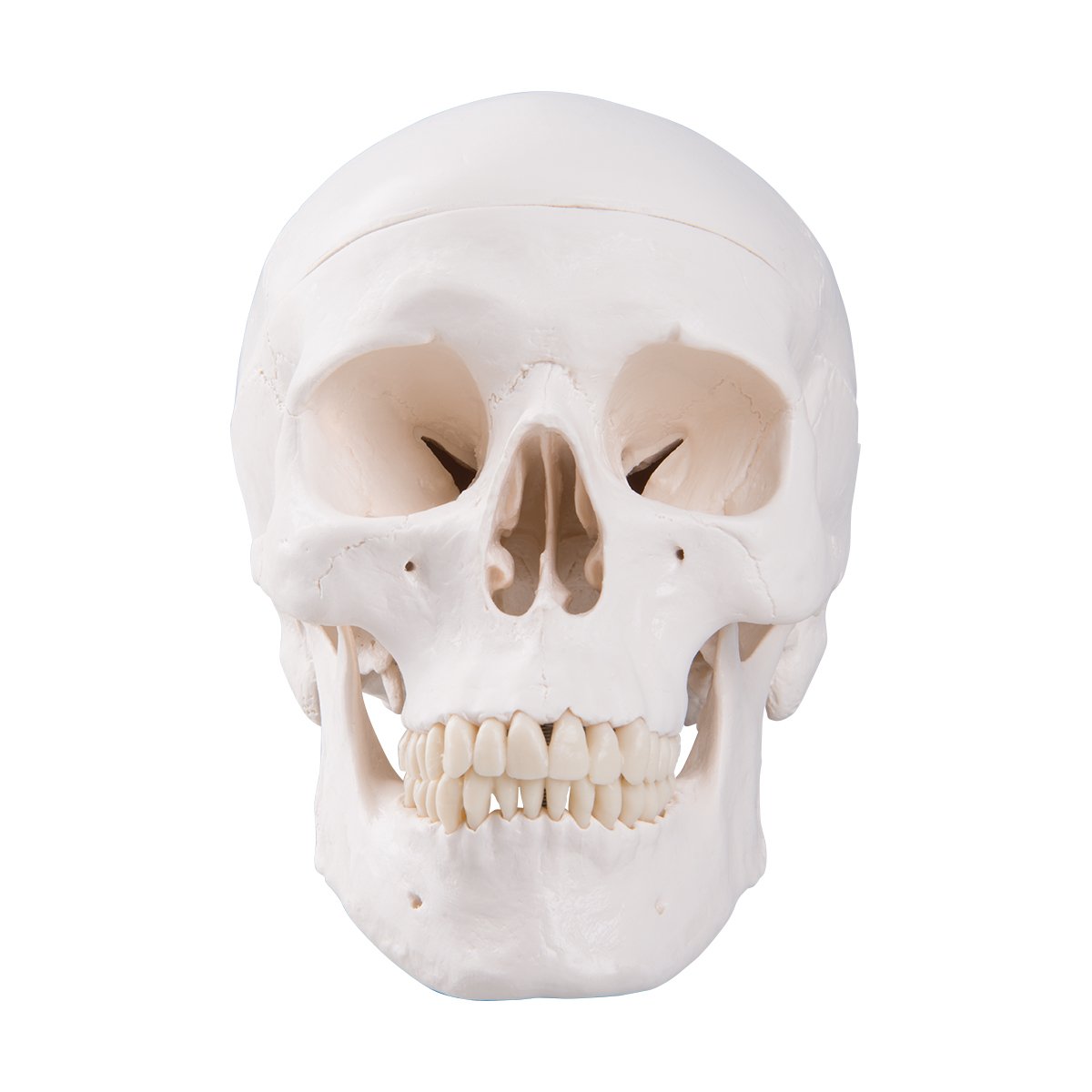 3B Scientific A20 Human Anatomy - Classic Human Skull Model with Magnetic Connections, 3 Part + free anatomy software - 3B Smart Anatomy