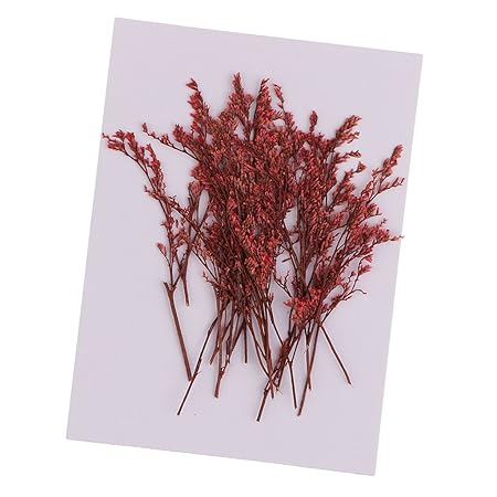 P Prettyia 20x Fleurs Séchées Teint Limonium Rouge Pour La