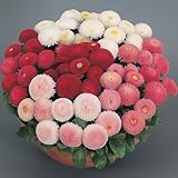 1,000+ Flower seeds â€œEnglish Daisy, Mixed Bellis perennis by Seeds and Things