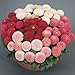1,000+ Flower seeds “English Daisy, Mixed Bellis perennis by Seeds and Things