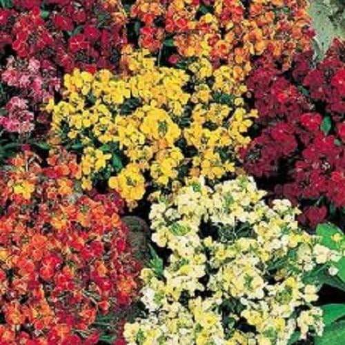 Bare Root Wallflowers x 100. Persian Carpet Mix Freshly Hand Picked