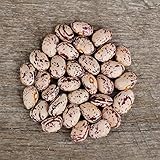 Speckled Cranberry Bean - 25 Seeds