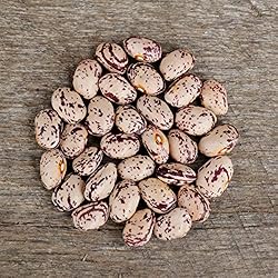 Speckled Cranberry Bean - 25 Seeds