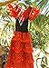 La Senorita Spanish Flamenco Dress Princess Costume - Girls / Kids - Red / Black (Size 8 - 6-7 Years, red Black)