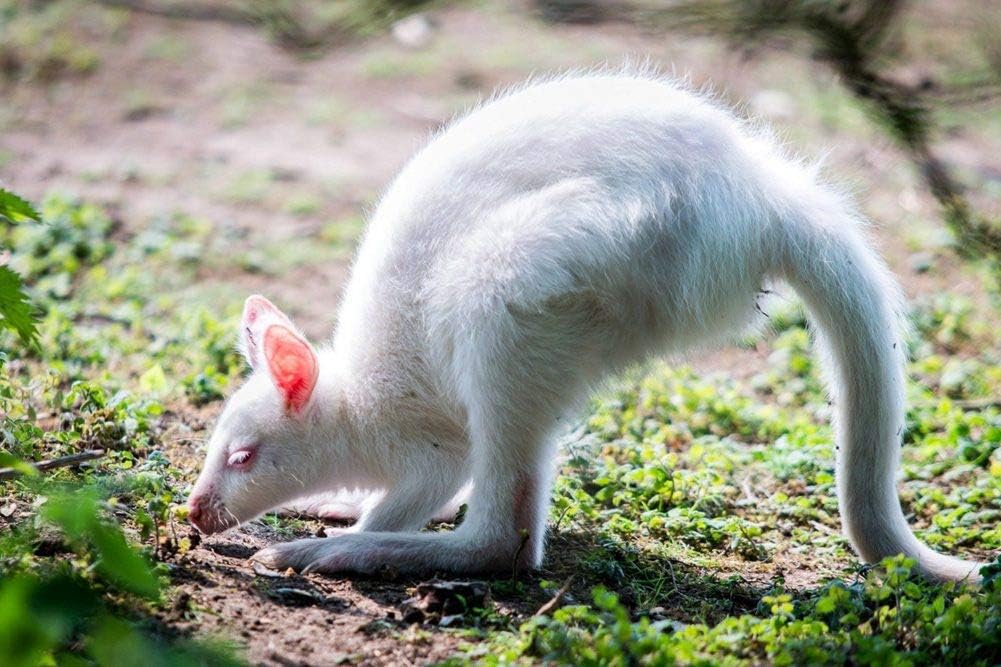 Amazon Co Jp 白いカンガルーの壁紙 動物の壁紙 キャンバス ステッカー 印刷 壁紙ポスター はがせるシール式 写真 特大 絵画 壁飾り50cmx33cm Home Kitchen