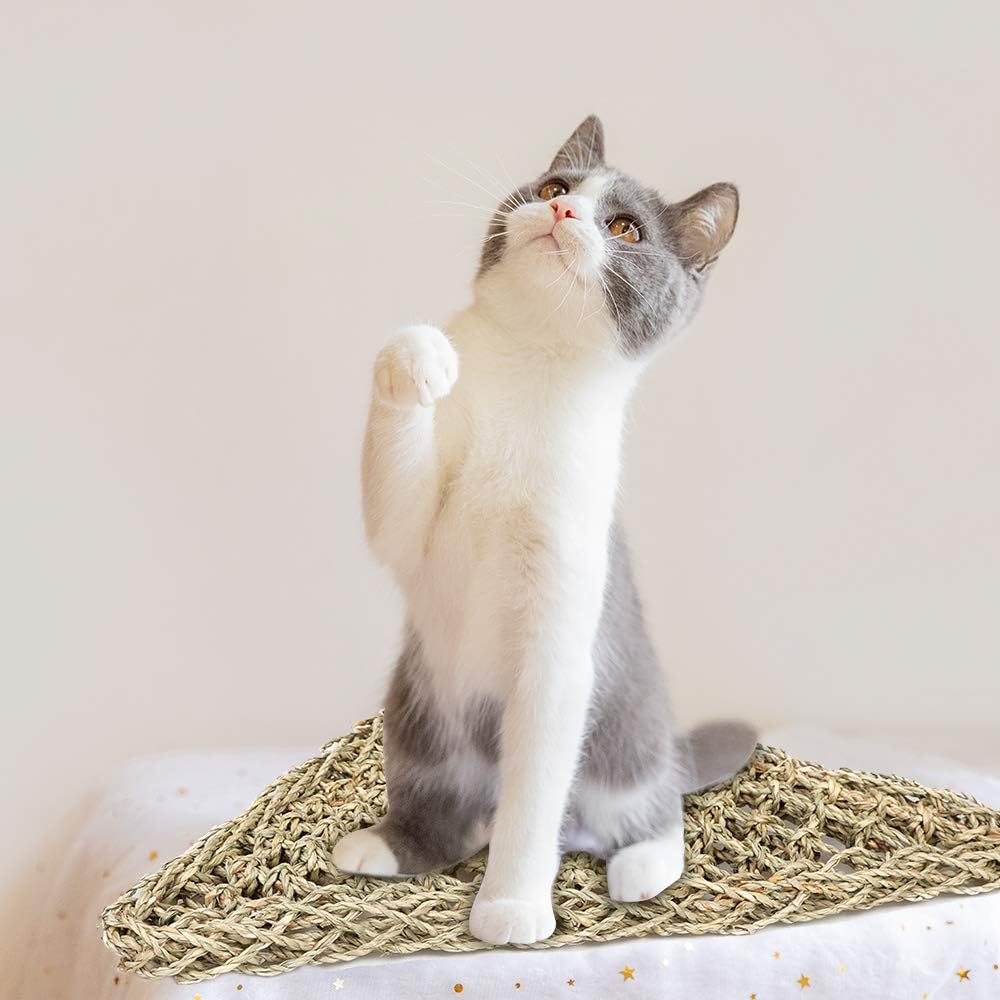 gecko vivarium accessories