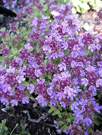 Thymus Serpyllum Coccineus Teppich Thymian Feld Thymian