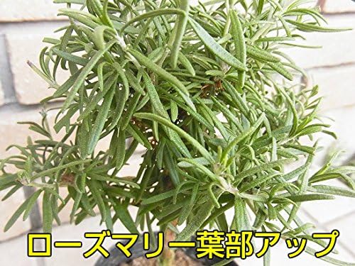 Amazon なんちゃってハーブトピアリー 使い方はあなた次第 ローズマリー2個 時間を掛けて剪定 分枝させて作りました 2個セットがお買い得 ハーブ