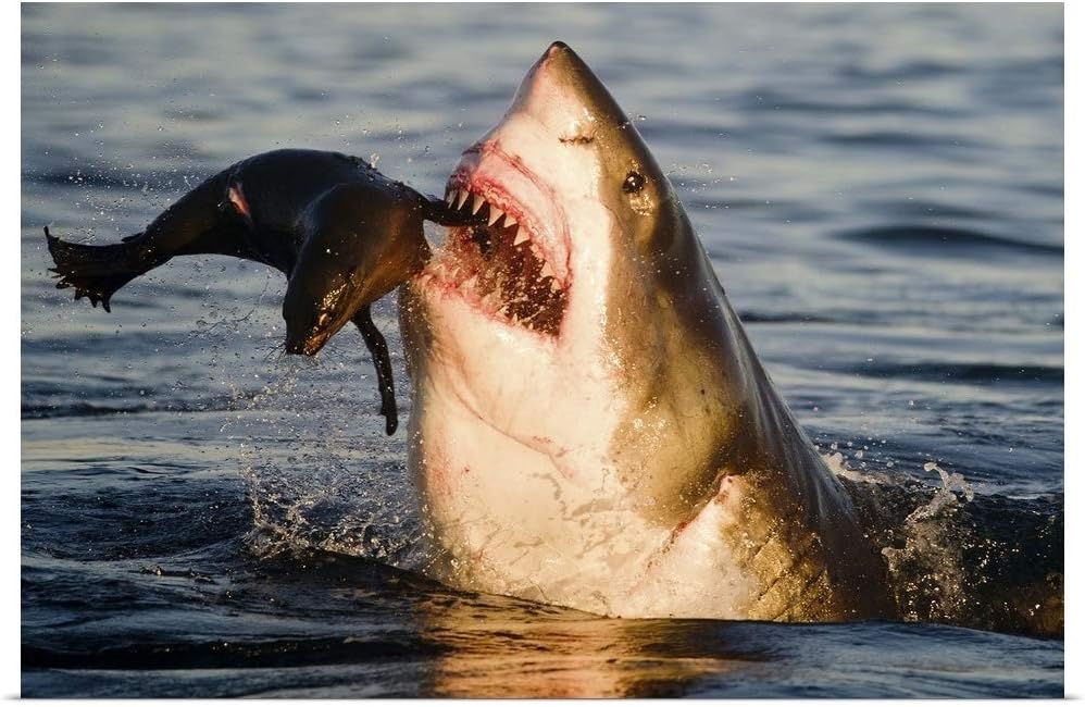 GREATBIGCANVAS Great White Shark Breach Poster Print, 18"x12"