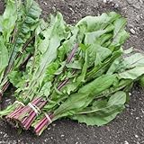 2000 Chicory Seed (Red Stem ) Italian Dandelion, Organic Vegetable Seeds !