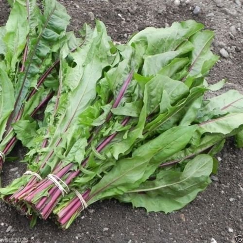 2000 Chicory Seed (Red Stem ) Italian Dandelion, Organic Vegetable Seeds !