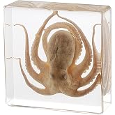 Taxidermy Octopus, Real Octopus Specimens Animal Specimen in Resin for Science Classroom Science Education, Great Gift for Fans of Taxidermy, Animal Skull, Oddities, Biology (3 x 3 x 1 inch)