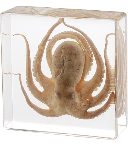 Real Squid Cuttlefish Specimen Embedded In Clear Acrylic Block - Science Classroom Display, Paperweight, Gift