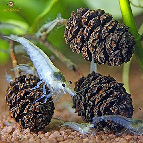 Naturally grown, pesticide free sungrow alder cones (50…