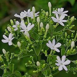 Aromatics International Jasmine Absolute Essential