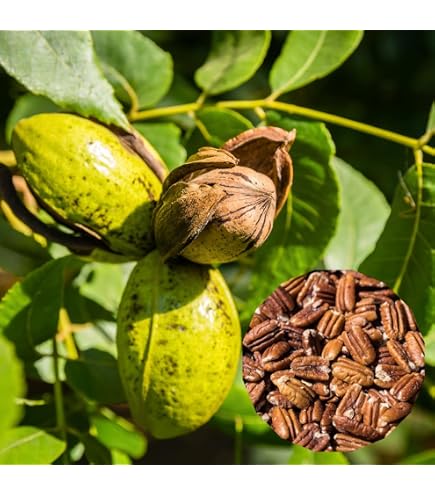 thumbnail image 2 of Pecan Tree Seeds – Carya Illinoinensis, NON-GMO, Organic 2016 Crop, USA Seller 2 of 5