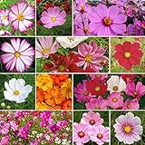 David's Garden Seeds Flower Cosmos Crazy For Cosmos Mix SL113 (Multi) 100 Open Pollinated Seeds