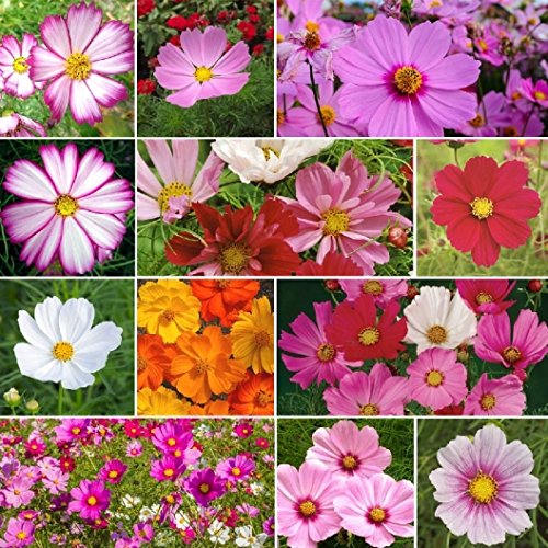 David's Garden Seeds Flower Cosmos Crazy For Cosmos Mix SL113 (Multi) 500 Open Pollinated Seeds