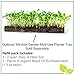 Window Garden Microgreen Organic Sunflower 3 Pack Refill – Use with Grow n Serve Kit, Multi-Use Planter Tray, Pre-Measured Soil and Seed. Easy and Convenient, Sprout 3 Crops of Superfood Greens
