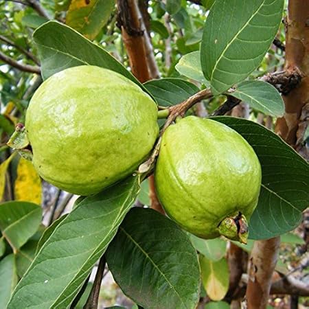Mphmi Plants Guava plant -Lucknow-49(Air Layered Plant) - Fruit Plants & Tree