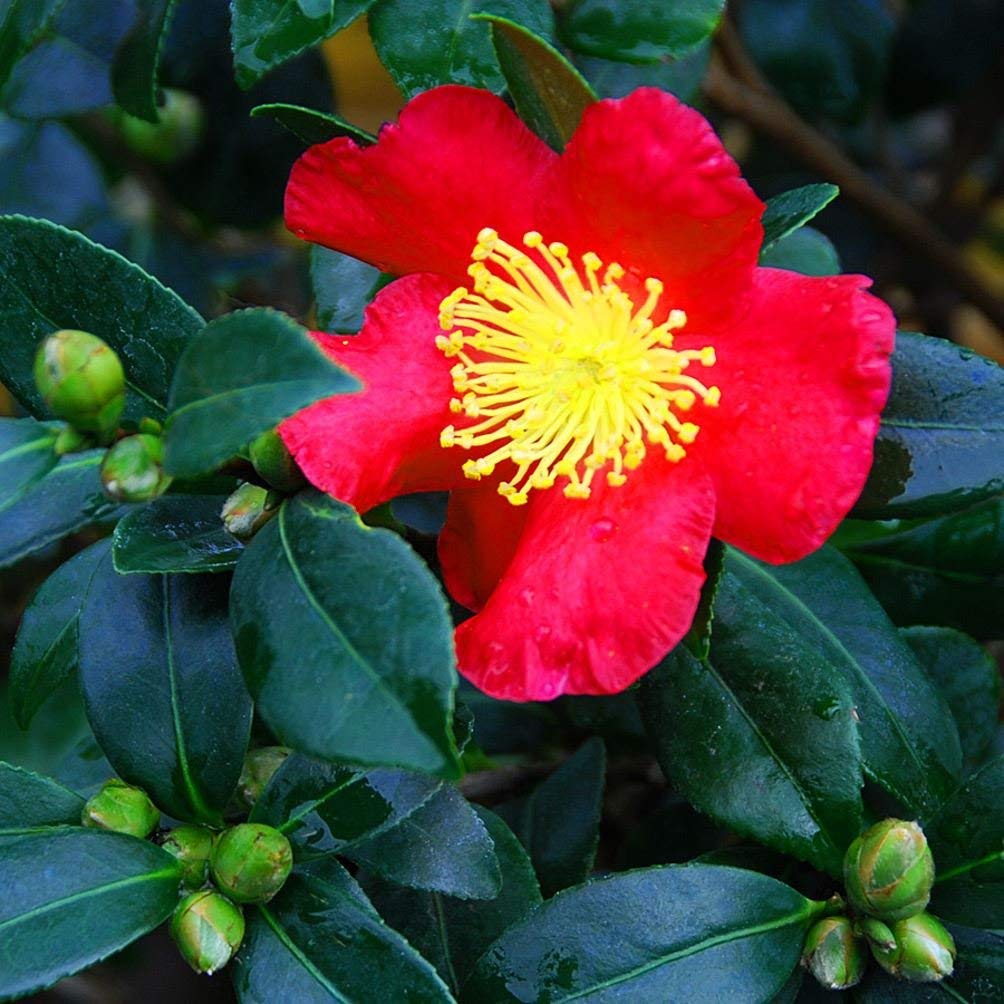 Camellia sasanqua Yuletide Autumn Camellia Plant in 9 cm Pot Amazon
