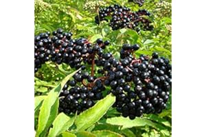 CZ GRAIN American Elderberry Seeds - 50 Seeds to Plant - Sambucus - Non-GMO Seeds, Grown and Shipped from Iowa. Made in USA