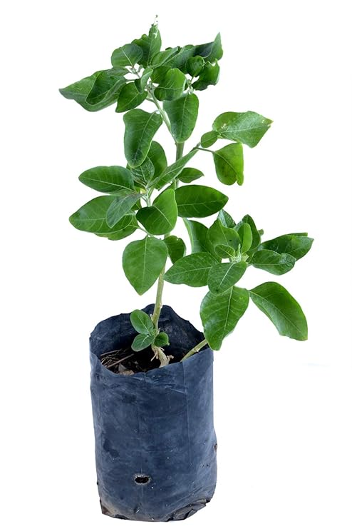 Chamunda Greens 1 Naturalashwagandha Winter Cherry Medicinal Live Plant With Pot Amazon In Garden Outdoors
