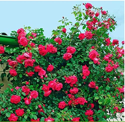 Beautytalk Seeds- 100pcs Climbing Rose Seeds, Flower Seeds hardy perennial Rose Seeds Multicolor Climbing Rose Plant for balcony, Wall, Garden