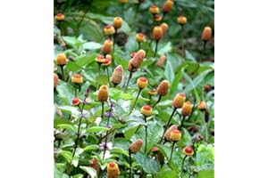 Toothache Plant Paracress Tingflowers Acmella Oleracea 50 Herb Seeds