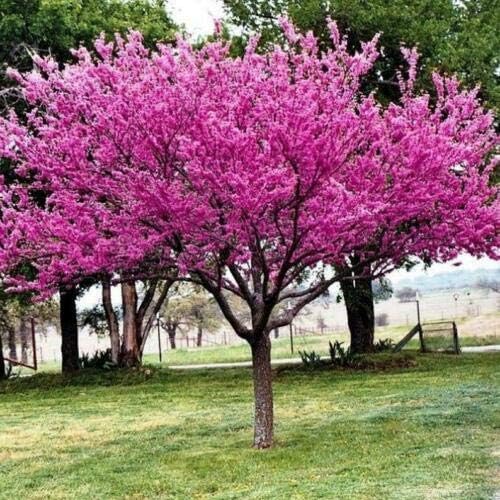 Forest Pansy Redbud Tree 2 Gallon Trade Pot 1 Plant Gs002