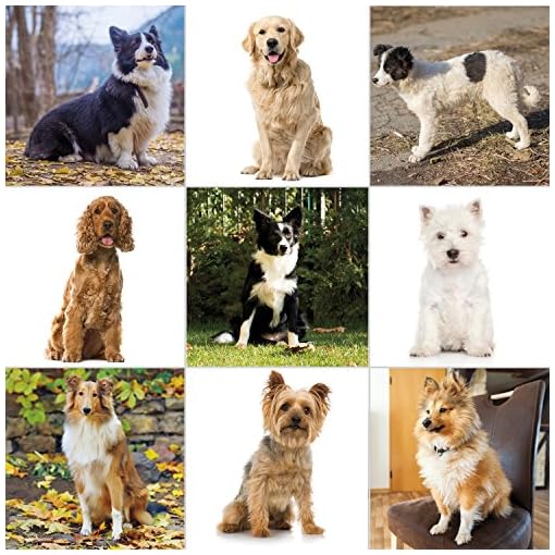 wahl no rinse waterless shampoo for dogs