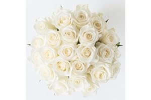 GlobalRose Fresh Cut White Roses - Two Dozen (24 Stems) Fresh Flowers Bouquet for Wedding