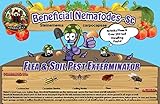 Bug Sales 250 Million Live Beneficial Nematodes Sc