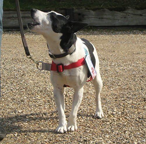 STOP PULL HARNESS. Front Leading. Red 12- 23 Lb (5 - 10 kg) Girth Size 15 - 21 ins ( 38 - 53 cm )