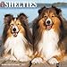 Just Shelties 2017 Wall Calendar (Dog Breed Calendars)