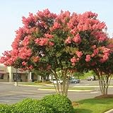 Tuscarora Crape Myrtle Seeds 50 Seeds (Lagerstroemia) Upc 646263361610 + 1 Free Plant Marker