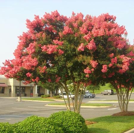 Tuscarora Crape Myrtle Seeds 50 Seeds (Lagerstroemia) Upc 646263361610 + 1 Free Plant Marker