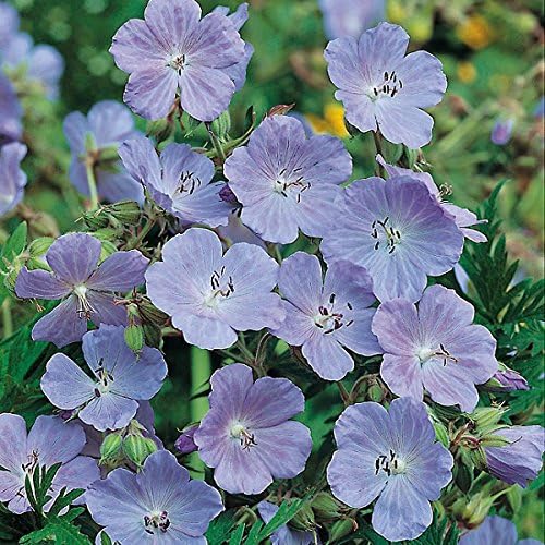 Kings Seeds - Geranium Pratense (Meadow Crane's Bill) - 50 Seeds