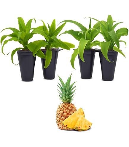 dracaena deremensis plant Hawiian Sunshine 'Dracaena Deremensis' 10in Pot – Alsip Nursery main image 0