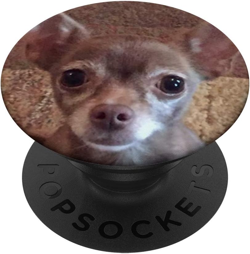 cute chihuahua puppies