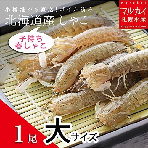 Amazon 小樽港から直送 子持ち春シャコ 特大サイズ 1匹 マルカイ札幌水産 鮮魚 通販