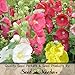 100 Seeds, Hollyhock "Single Blend" (Alcea rosea) Seeds By Seed Needs