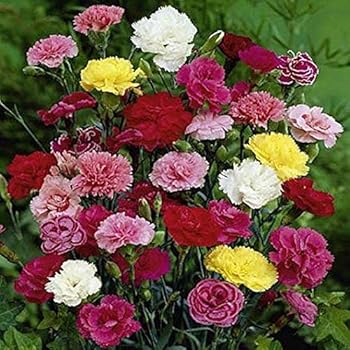 carnation picotee chabaud outsidepride grenadin gmo pollinated