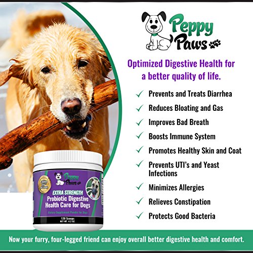 Best Probiotics for Dogs with Acidophilus Improves Dog Constipation