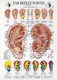 Image de Ear Reflex Points Chart: Tubed